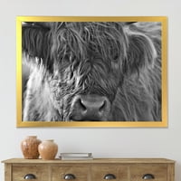 DesignArt „Затвори шкотски висорамнински крави кои живеат во куќата на фармата„ Фарм “, врамени уметнички принт
