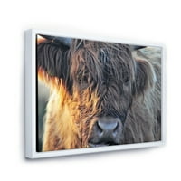 Затвори шкотска крава на Мурленд III врамена фотографија од платно уметнички принт